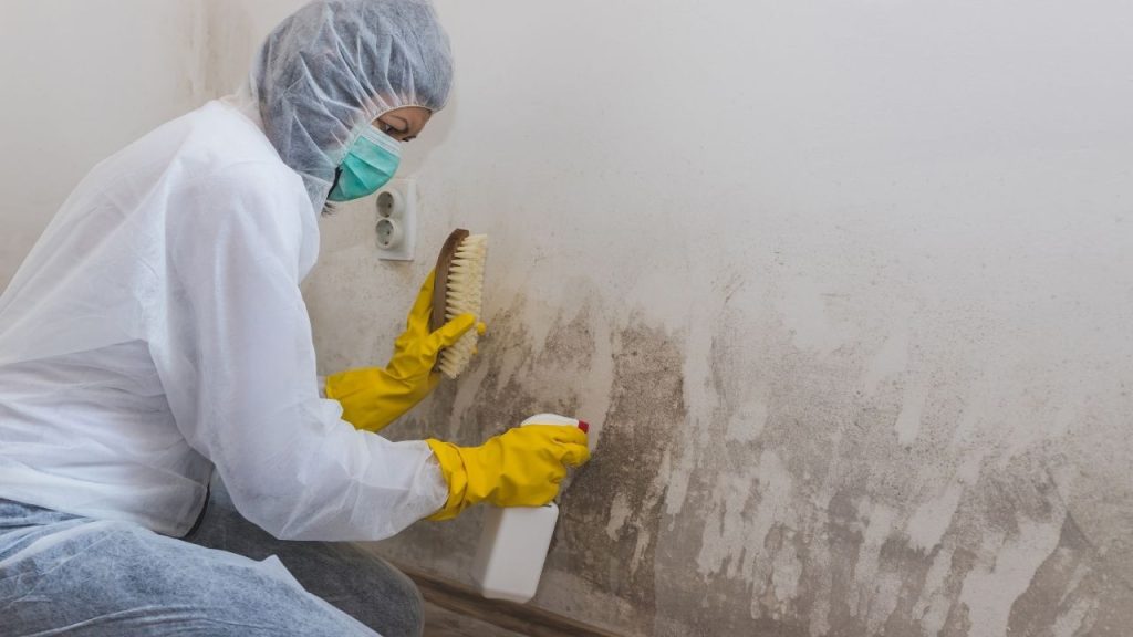 Professional help for mold